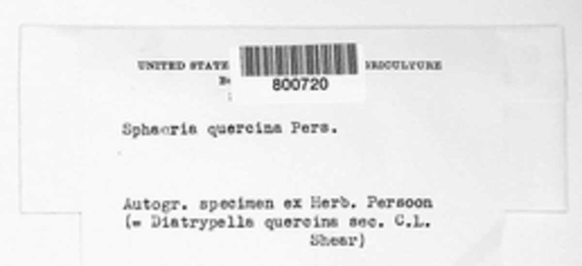 Diatrypella quercina image